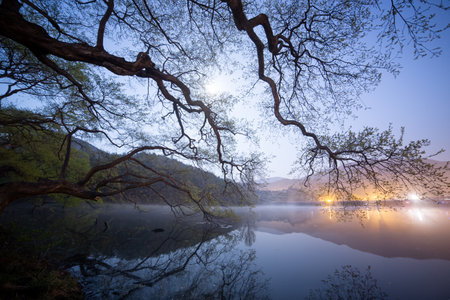 night on the lake with blue sky and big tree in the foregroundの写真素材