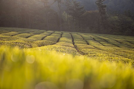 Green tea fields with beautiful curves, tall rocky mountainsの写真素材