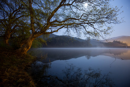 Reflection of a tree in a lake at sunriseの写真素材