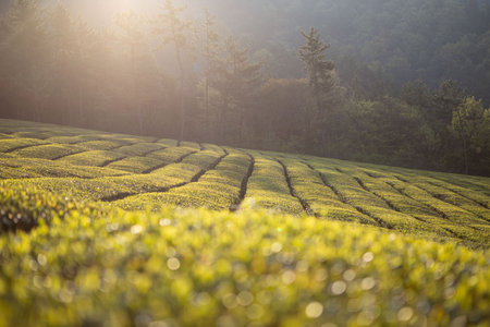 Tea Plantation in the morning at Doi Ang Khang, Chiang Rai, Thailandの写真素材