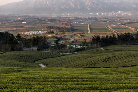 Morning scenery of tea fields with high mountains in the backgroundの写真素材