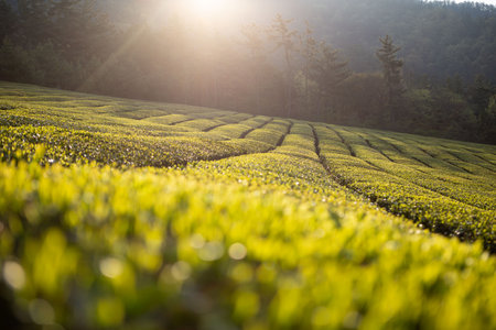 Green tea fields with beautiful curves, tall rocky mountains and fieldsの写真素材