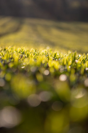 Green tea fields with beautiful curves, tall rocky mountains and fieldsの写真素材
