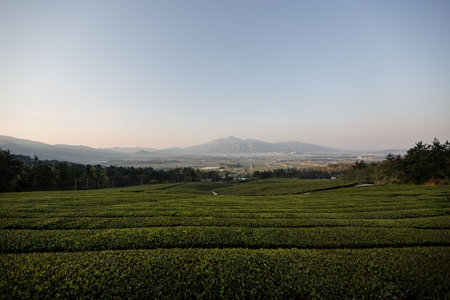 Morning scenery of green fields with high mountains in the backgroundの写真素材