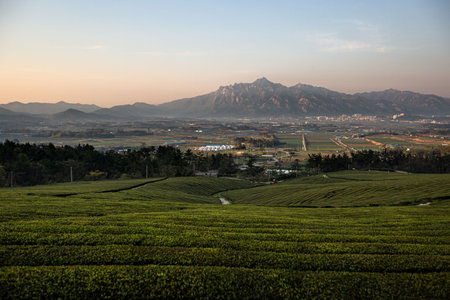 Morning scenery of green fields with high mountains in the backgroundの写真素材
