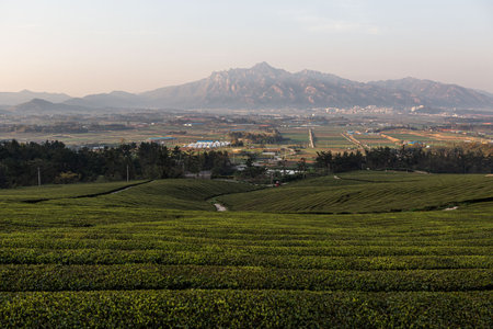 Morning scenery of green fields with high mountains in the backgroundの写真素材