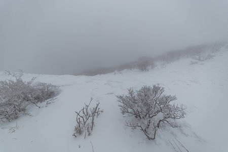 Beautiful winter landscape in the mountains. Foggy morning in the mountains.の写真素材