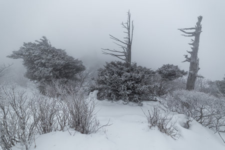 Winter landscape with fog and trees in the mountains. Black and white.の写真素材