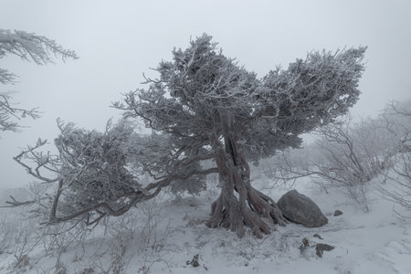 Winter landscape with frozen juniper tree in the foggy forest.の写真素材