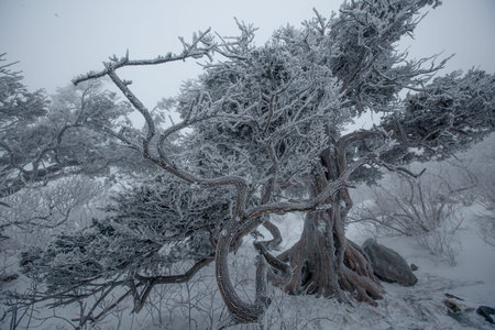 snow-covered trees in the winter forest, a mountain full of fog and snow