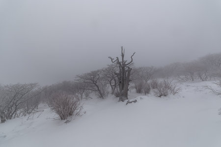 Trees in the mountains covered with snow and fog. Winter landscapeの写真素材