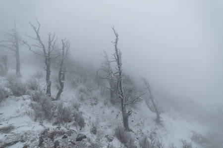 a snow-covered winter snow scene with fog and frostの写真素材