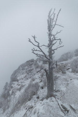 Winter Mountain Scenery in Korea with Snowy Treesの写真素材