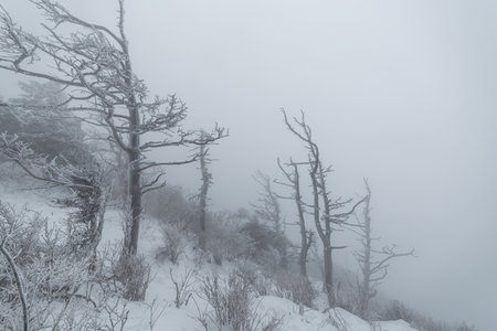 Winter landscape in the mountains, Korea. Foggy morning.の写真素材