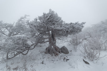 a winter mountain full of snow, frost, trees, and fogの写真素材