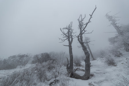 Foggy winter landscape in the mountains. Trees in the snow.の写真素材