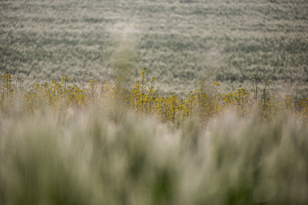 Field of yellow flowers in the spring. Blurred background. Toned.の写真素材