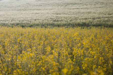 Beautiful yellow field of rapeseed on a foggy day.の写真素材