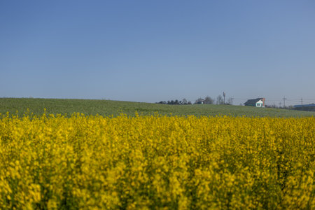 Rapeseed field in springtime with blue sky on the backgroundの写真素材