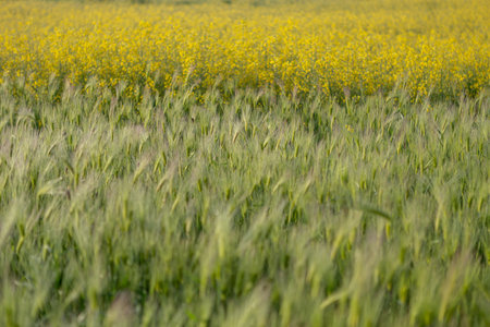 Rapeseed fields in the springtime. Close-up.の写真素材