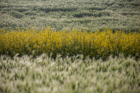 Rapeseed field with yellow and white flowers in springtime.の写真素材