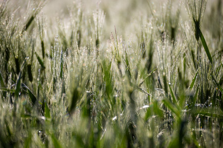 Wheat field with dew drops close-up. Natural background.の写真素材