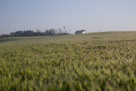 Agricultural field on which grow young green wheat in the early springの写真素材