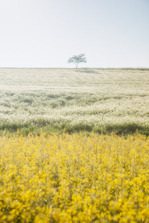 A single tree in a rapeseed field on a sunny day.の写真素材