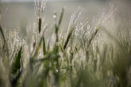 Close-up of dew drops on the ears of wheat.の写真素材