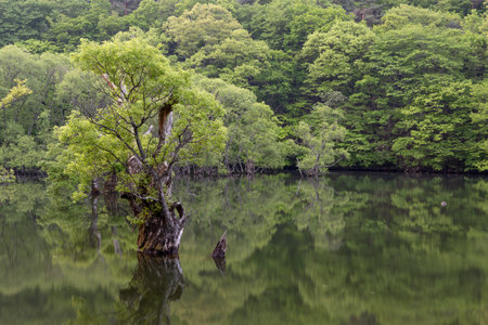 A lake with beautiful spring scenery and reflections in Korea. A submerged tree.の写真素材