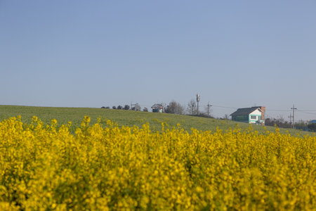 Rapeseed field in front of a rural house with blue skyの写真素材