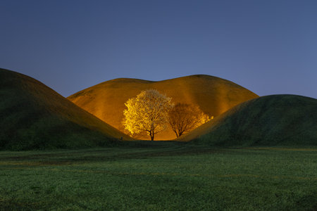 Beautiful scenery with trees blooming among tombsの写真素材