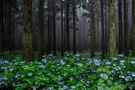 Blue hydrangea flowers in the forest at night with fogの写真素材