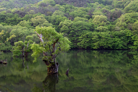 A lake with beautiful spring scenery and reflections in Korea. A submerged tree.の写真素材
