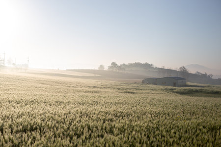 Wheat field in the morning light. Rural landscape with fog.の写真素材