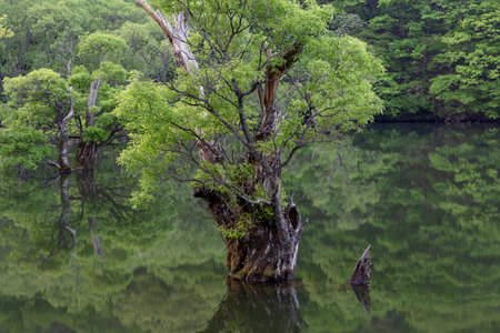 A lake with beautiful spring scenery and reflections in Korea. A submerged tree.の写真素材