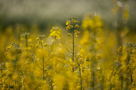 Rape blossoms in a field in springtime. Selective focus.の写真素材