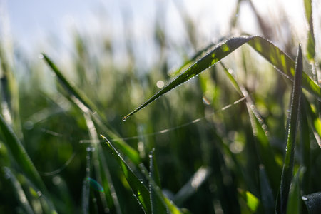 Morning dew on the green grass. Shallow depth of field.の写真素材