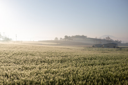 Agricultural field in the morning with fog and blue sky.の写真素材