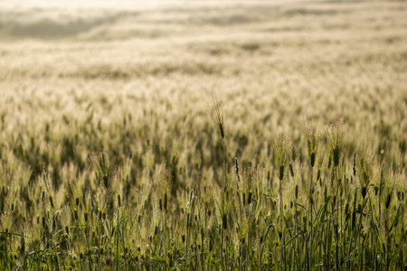 Wheat field in the morning light. Shallow depth of field.の写真素材
