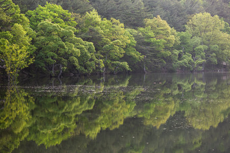 A lake with beautiful spring scenery and reflections in Korea. A submerged tree.の写真素材