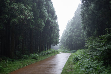 Foggy morning, forest scenery with red and cypress trees, Jeju Island, Koreaの写真素材