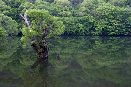 A lake with beautiful spring scenery and reflections in Korea. A submerged tree.の写真素材