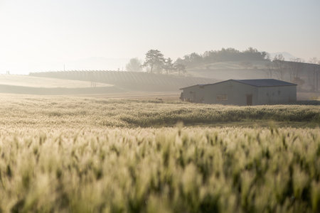 Sunrise over a field of wheat in the countrysideの写真素材
