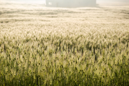 Wheat field in the light of the morning sun. Shallow depth of field.の写真素材