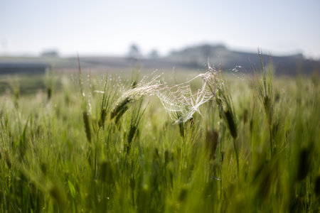 spider web in the green wheat field with blurred background, shallow depth of fieldの写真素材