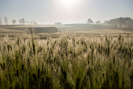 Wheat field in the morning. Beautiful rural landscape in springtime.の写真素材