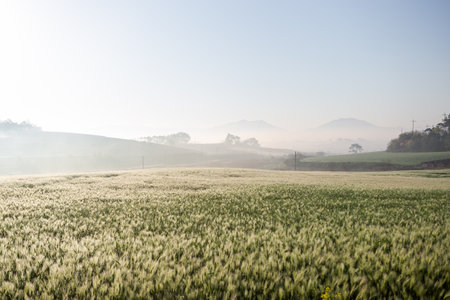 Wheat field in the morning with fog and mountains in the backgroundの写真素材