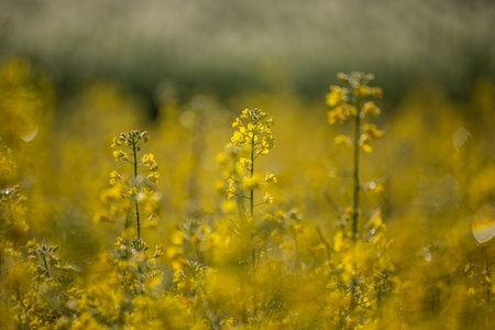 Blooming rapeseed field in springtime. Selective focus.の写真素材