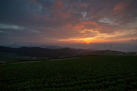 a large cabbage field on a high mountain infused with red sunrise light